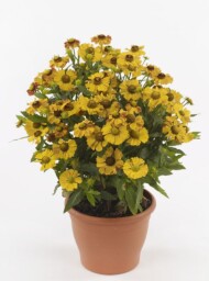 Helenium ×hybridum Hayday Golden Bicolor