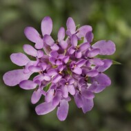 Iberis ×hybrida Mermaid Lavender, fot. Syngenta Flowers