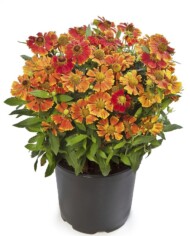 Helenium ×hybridum Hayday Red Bicolor