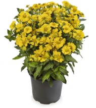 Helenium ×hybridum Hayday Yellow, fot. Syngenta Flowers