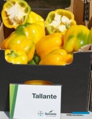 papryka Tallante