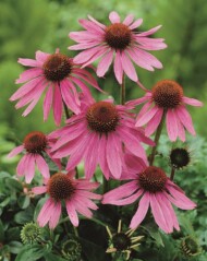 Echinacea purpurea Prairie Splendor Deep Rose