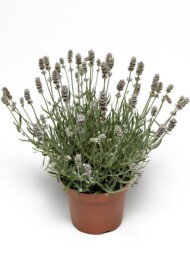Lavandula angustifolia Vintro Pearl