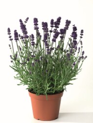 Lavandula angustifolia Blue Scent Early