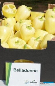 Papryka Belladonna