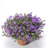 Campanula portenschlagiana Clockwise Compact Deep Blue