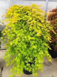Acer palmatum ‘Sonkoot7’ CASCADE CITRINE