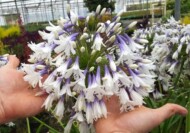 Agapanthus HELLO AGAPANTHUS FIREWORKS