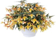 Begonia-boliviensis-Groovy-Mellow-Yellow_