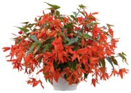 Begonia-boliviensis-Groovy-Orange