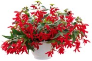 Begonia-boliviensis-Groovy-Red_
