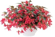 Begonia-boliviensis-Groovy-Rose_