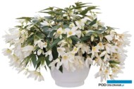 Begonia-boliviensis-Groovy-White_