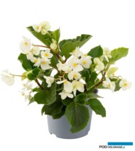 Begonia-x-hybrida-Megawatt-White-Green-Leaf_