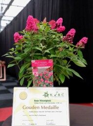 Budleja Davida (Buddleja davidii) ‘Botex 006’ BUTTERFLY CANDY LITTLE RUBY