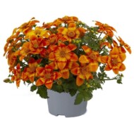 Bidens-ferulifolia-Bee-Happy-Orange_