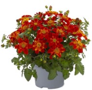 Bidens-ferulifolia-Bee-Happy-Red_