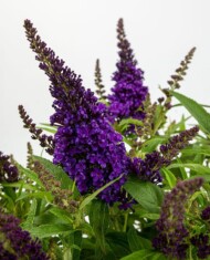 Buddleja davidii 'Botex 001' (BUTTERFLY CANDY LITTLE PURPLE
