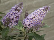 Buddleja davidii BUTTERFLY CANDY LILA SWEETHEART