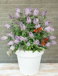 Buddleja davidii 'Botex 002' (BUTTERFLY CANDY LILA SWEETHEART