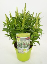 Buddleja davidii BUTTERFLY CANDY LITTLE WHITE