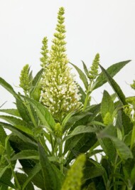 Buddleja davidii 'Botex 003' (BUTTERFLY CANDY LITTLE WHITE