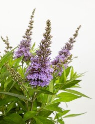 Buddleja davidii 'Botex 004' (BUTTERFLY CANDY LITTLE LILA
