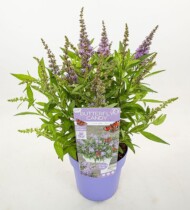 Buddleja davidii BUTTERFLY CANDY LITTLE LILA