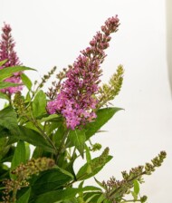 Buddleja davidii 'Botex 005' (BUTTERFLY CANDY LITTLE PINK