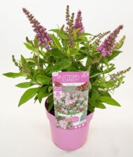 Buddleja davidii BUTTERFLY CANDY LITTLE PINK