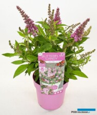 Buddleja davidii 'Botex 005' (BUTTERFLY CANDY LITTLE PINK