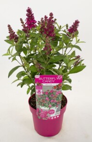 Buddleja davidii BUTTERFLY CANDY LITTLE RUBY