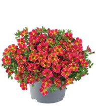 Calibrachoa-parviflora-Cabaret-Diva-Orange_