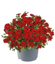 Calibrachoa-parviflora-Cabaret-Early-Bright-Red