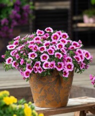 Calibrachoa-parviflora-Cabaret-Early-Light-Pink-Eye
