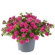 Calibrachoa-parviflora-Can-Can-Rosies-Rose_