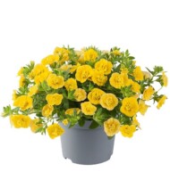Calibrachoa-parviflora-Can-Can-Rosies-Yellow