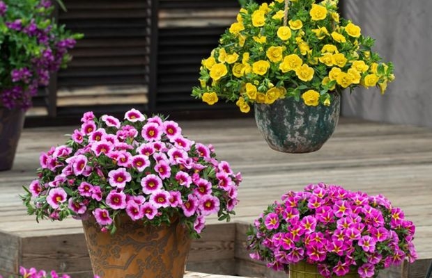 Kalibrachoa - nowe odmiany z trzech grup (Cabaret® , Conga™, Can-Can® Rosies) - z oferty przedsiębiorstwa Florensis na 2022 r., fot. Florensis