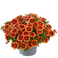 Calibrachoa-parviflora-Conga-Orange-Star_