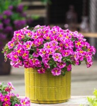 Calibrachoa-parviflora-Conga-pink-Star_