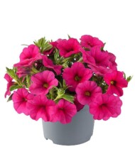 Calibrachoa-parviflora-Conga-Rose_