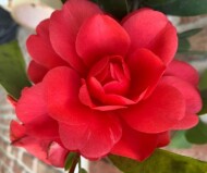 Camellia ‘Yulan01’ 1001 SUMMER NIGHTS JASMINE