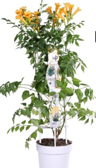 Campsis tagliabuana ‘Mincamja3’ GOLDEN TRUMPET