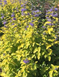 Caryopteris incana SUNNY BLUE