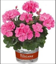 Pelargonium-zonale-Castello Benja Pink; fot. Florensis