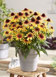 Echinacea purpurea TEQUILA SUNRISE