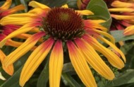 Echinacea purpurea TEQUILA SUNRISE to jedna z nowości zgłoszonych do oceny w konkursie, który odbędzie się podczas targów GROEN-Direkt w Holandii, fot. SVB