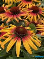 Echinacea purpurea ‘IFECSSTS’ TEQUILA SUNRISE