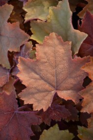 Heuchera ‘Maple Syrup