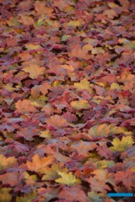 Heuchera ‘Maple Syrup